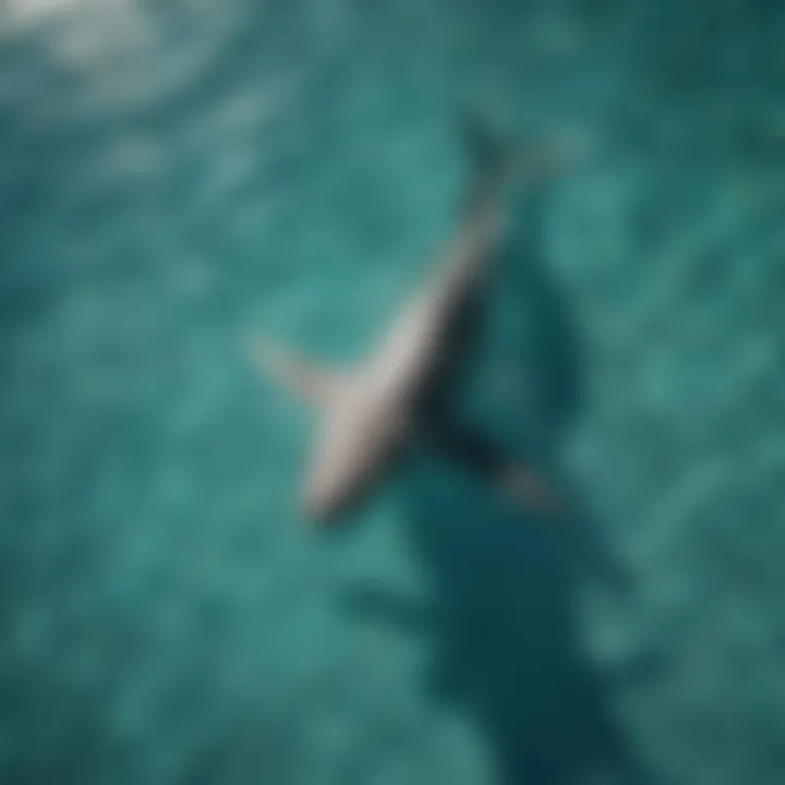 Aerial View of Shark Swirling in Turquoise Waters