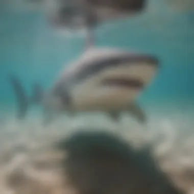 Bull Shark in Coastal Habitat A bull shark swimming in shallow coastal waters
