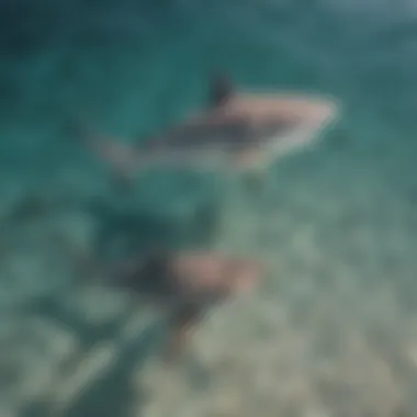 An aerial view of bull sharks in their natural habitat