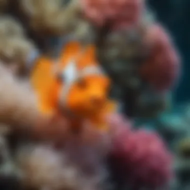 Colorful Clownfish Amidst Anemones