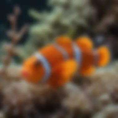 Colorful Clownfish Nurtured by the Reef Ecosystem