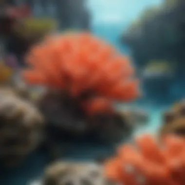 Colorful coral reefs in the crystal-clear waters of Cat Island