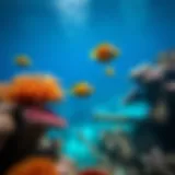 Underwater Wonders of Costa Cat Cay Vibrant coral reefs teeming with marine life