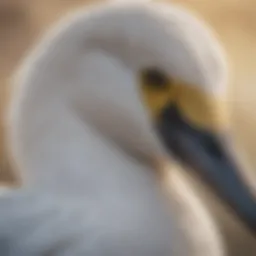 Illustration depicting the intricate layers of Costa Gannet on the face
