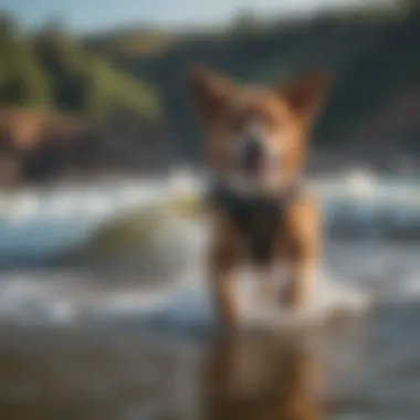 Dog owner rewarding pet for successful wave