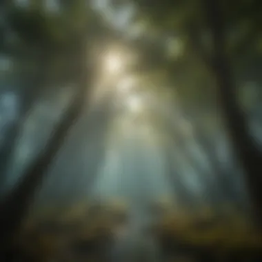 Sunlight Filtering Through Kelp Forest Canopy