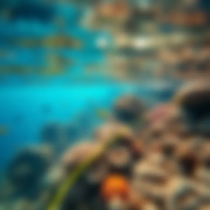 Vibrant coral reef beneath the clear waters, showcasing Indonesia's marine life