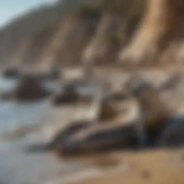 Seals lounging on the rocks near Malibu Beach