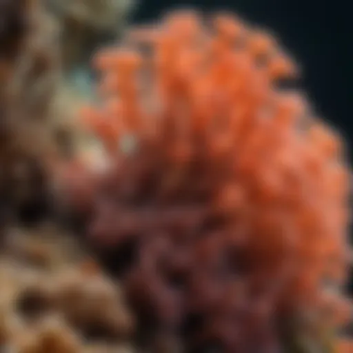 Close-up view of vibrant coral polyps