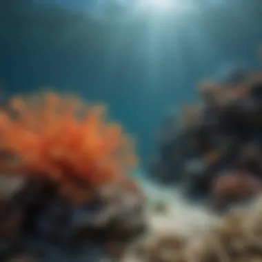 Efforts in coral reef conservation