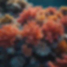 Aerial view of the Great Barrier Reef showcasing its vibrant corals.