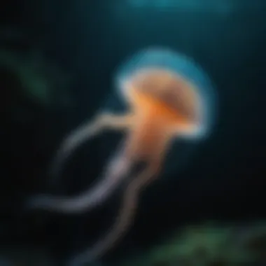 Bioluminescent Jellyfish in the Dark Depths