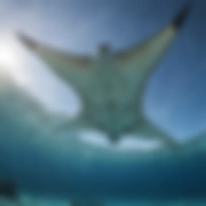 Giant Manta Ray Gliding Through Water