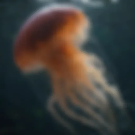 Close-up of a jellyfish in water highlighting its unique features