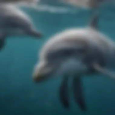 Bottlenose dolphins engaging in social behavior