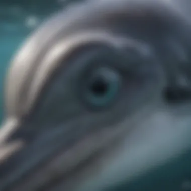 A close-up of a dolphin's intelligent eyes, showcasing its curiosity and playful nature.