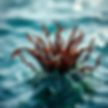 Nutritional profile of roasted seaweed