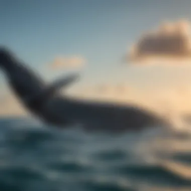 Majestic humpback whale breaching off the coast of Cat Island