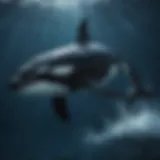 Majestic orca swimming gracefully in the deep blue sea