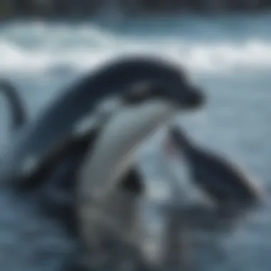 Orca calf playfully interacting with its mother in the ocean