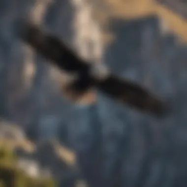 Majestic Andean condor soaring above the Patagonia Airshed