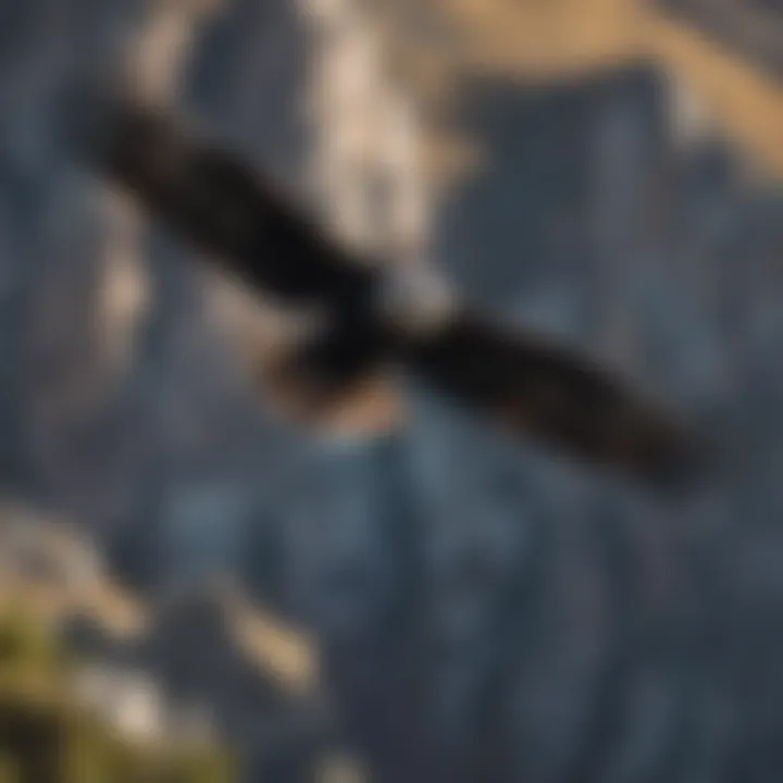 Majestic Andean condor soaring above the Patagonia Airshed