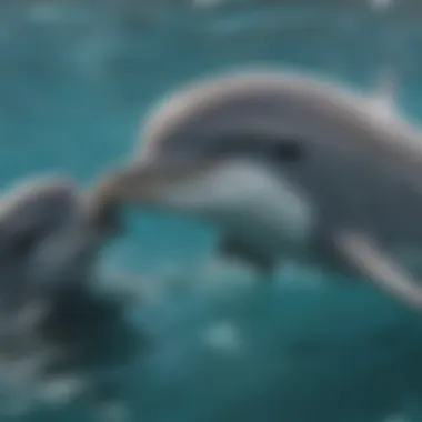 Playful Dolphin Communicating with Pod