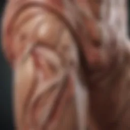 Muscle anatomy highlighting the thigh area
