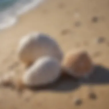 Seashells Resting on Sandy Beach with Calm Waters