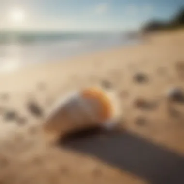 Seashells scattered along the sandy shore of the beach