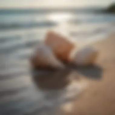 Seashells by the Shoreline