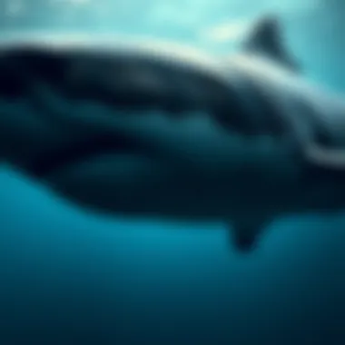 Physiological Adaptations for Sleep in Sharks Diagram depicting the physiological adaptations of sharks for sleeping