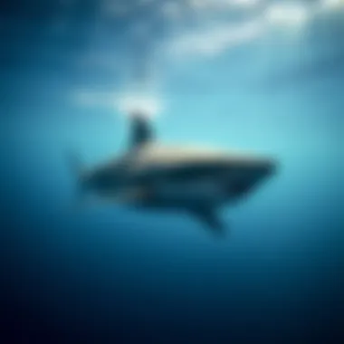 Swimming Patterns During Rest Periods Great white shark swimming in a calm sea