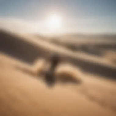 Sandboarder enjoying the adrenaline rush of gliding down the dunes