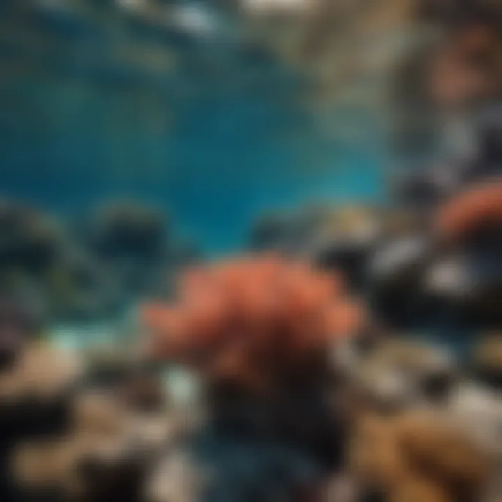 An underwater view of a coral reef while snorkeling