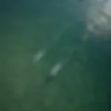 Aerial view of the Gulf of Mexico showcasing the diverse marine habitat.