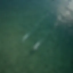 Aerial view of the Gulf of Mexico showcasing the diverse marine habitat.