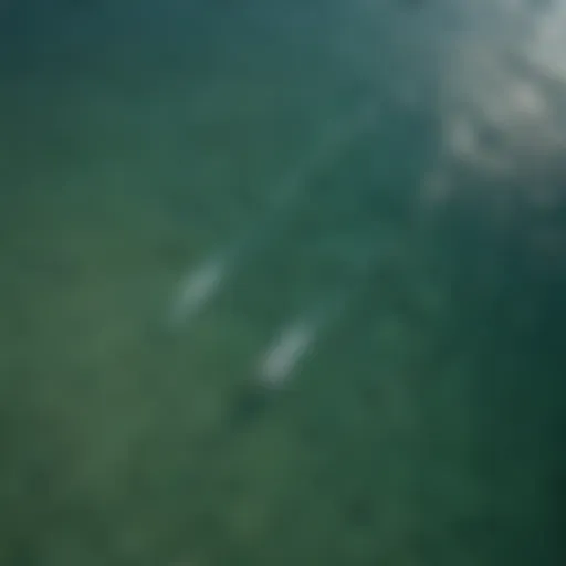 Aerial view of the Gulf of Mexico showcasing the diverse marine habitat.