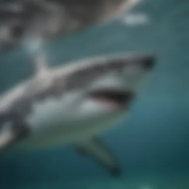 Close-up of a Great White Shark swimming majestically in clear waters.