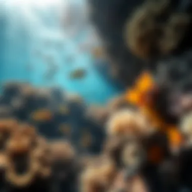 Coral reef teeming with diverse marine life, highlighting ecological richness