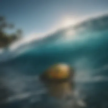 Underwater view showcasing the ecological environment surrounding a surf patch.