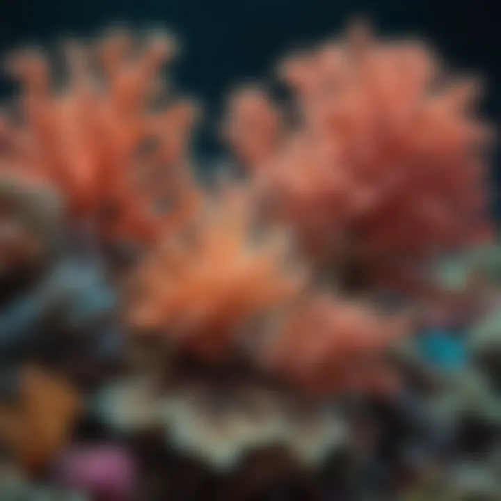 A vibrant underwater scene showcasing the diverse coral formations of the Great Barrier Reef.