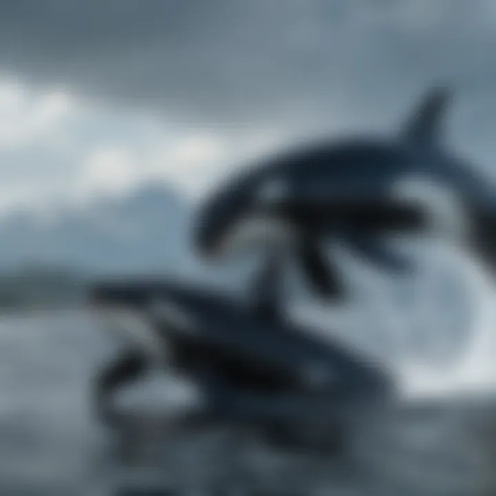 Killer whales breaching the water's surface.