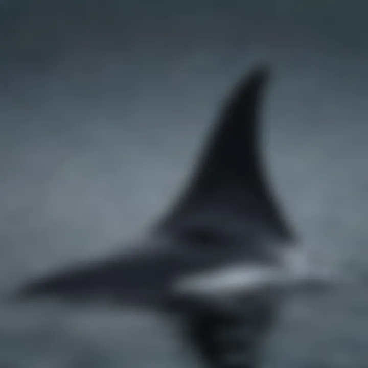 A detailed view of a killer whale's dorsal fin.