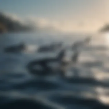 A pod of killer whales swimming in the ocean.