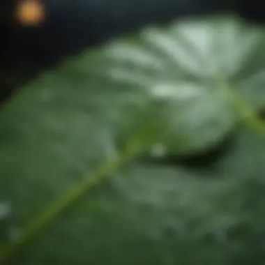 Close-up of water droplets on green leaf